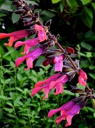 SALVIA Amante